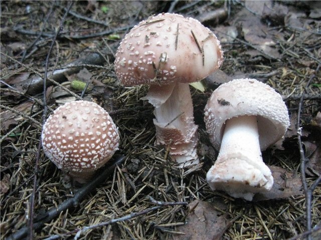 Як варити маремухи без втрати смаку